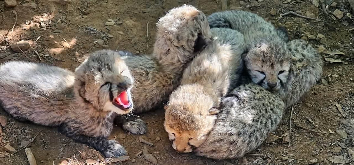 Five New Cubs Born at Kuno National Park Lift India's Cheetah Population to 60